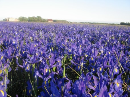 Iris Discovery